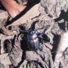 Chrysolina exanthematica