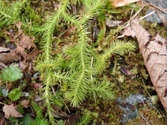 Lycopodiaceae