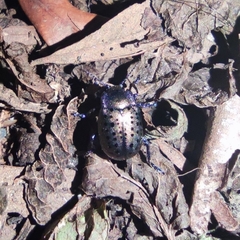 Chrysolina exanthematica