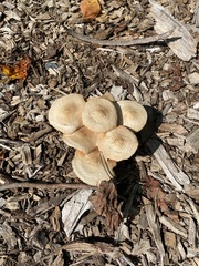 Pholiota terrestris