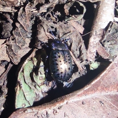 Chrysolina exanthematica