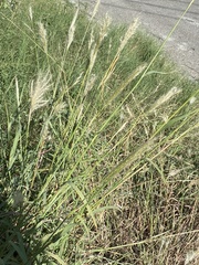 Bothriochloa longipaniculata