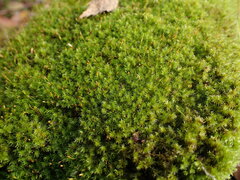 Racomitrium