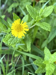 Pulicaria dysenterica