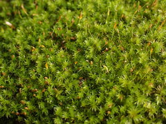Racomitrium