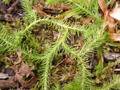 Lycopodiaceae