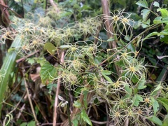 Clematis grata