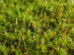 Racomitrium