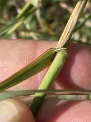 Bothriochloa longipaniculata