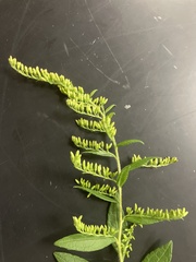 Solidago rugosa