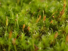 Racomitrium