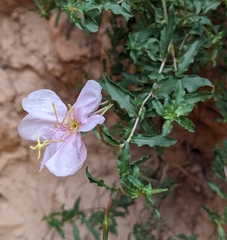 Oenothera pallida