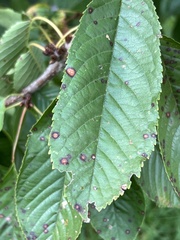Prunus avium