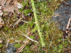 Lycopodiaceae