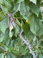 Prunus avium