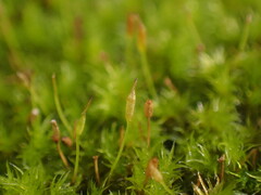 Racomitrium