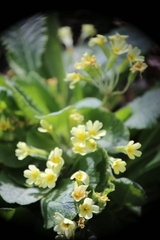 Primula × polyantha