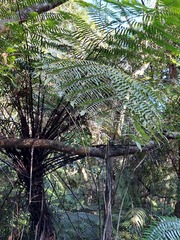 Gymnosphaera podophylla