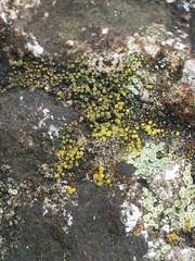 Candelariella aurella