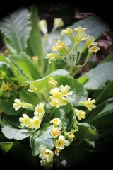 Primula × polyantha