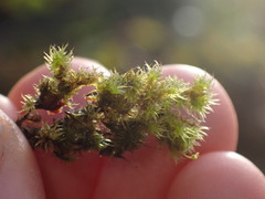 Racomitrium