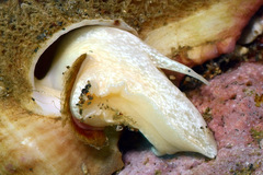 Pteropurpura macroptera