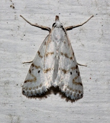 Patissa fulvosparsa