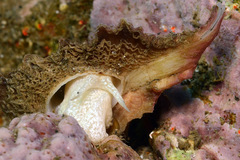 Pteropurpura macroptera