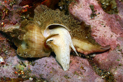 Pteropurpura macroptera