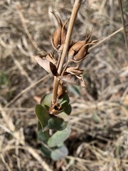 Penstemon grandiflorus
