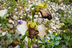 Ophrys fusca iricolor