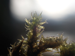 Racomitrium