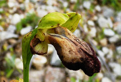 Ophrys fusca iricolor