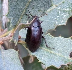 Bothrotes canaliculatus