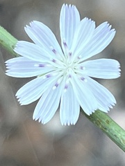 Stephanomeria diegensis