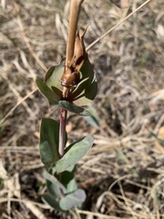 Penstemon grandiflorus