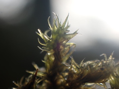 Racomitrium