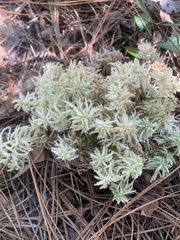 Sphagnum perichaetiale