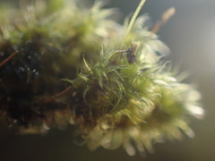 Racomitrium