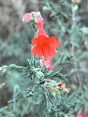 Epilobium canum