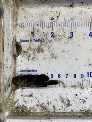 Centropristis striata