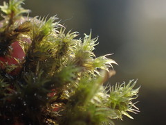 Racomitrium