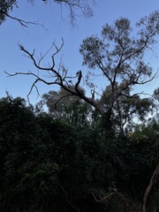 Zanda funerea funerea