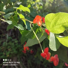 Phaseolus coccineus