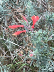 Epilobium canum