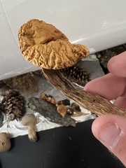 Aureoboletus russellii