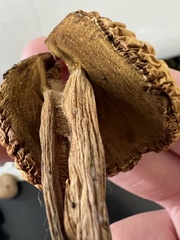 Aureoboletus russellii