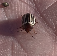 Calligrapha bidenticola