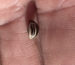 Calligrapha bidenticola