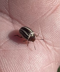 Calligrapha bidenticola